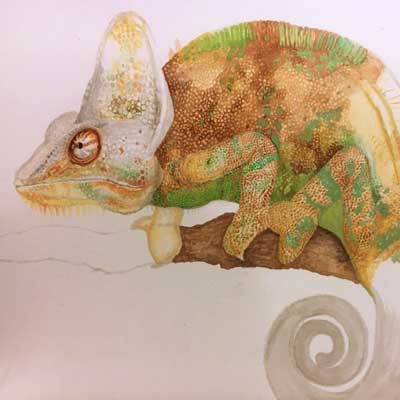 Work in progress of a chameleon